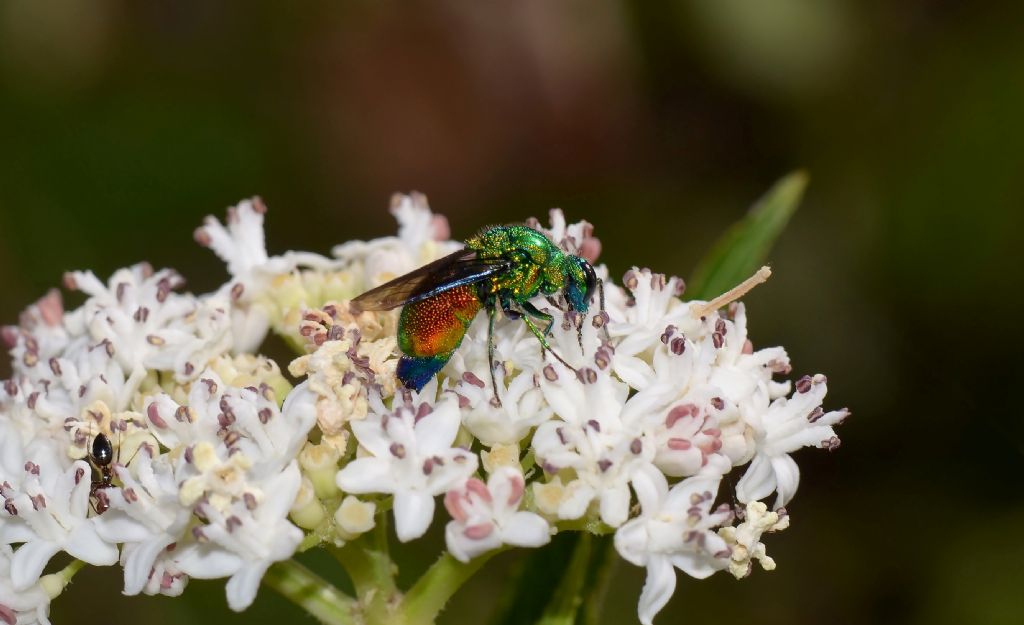 Stilbum cyanurum, Chrysididae